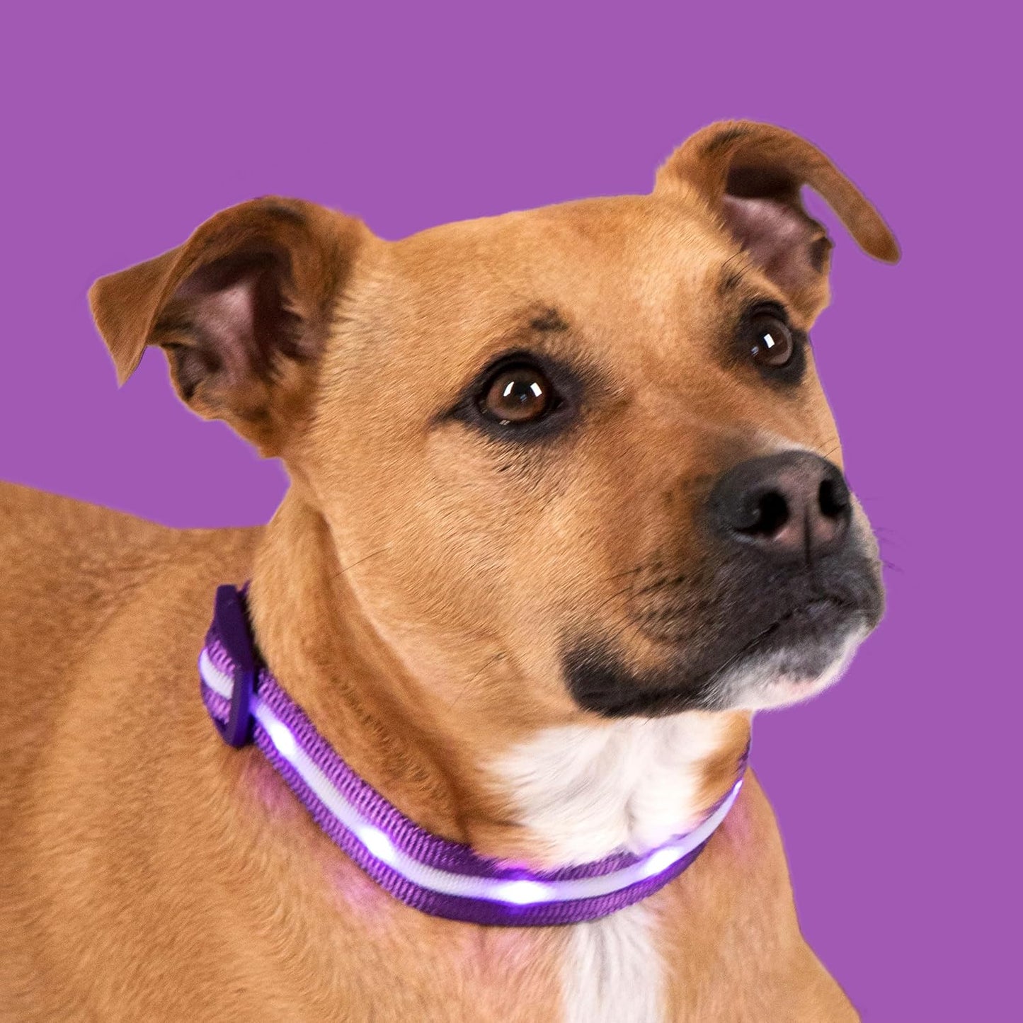 Light up Dog Collar - the Original LED Dog Collar - USB Rechargeable - Waterproof - 1,000 Feet of Visibility - Dog Collar Light for Small, Medium, Large Dogs - US Brand